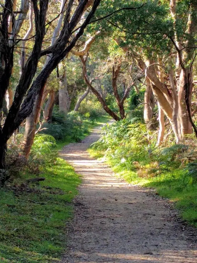 A sandy walking track through coastal tea-tree