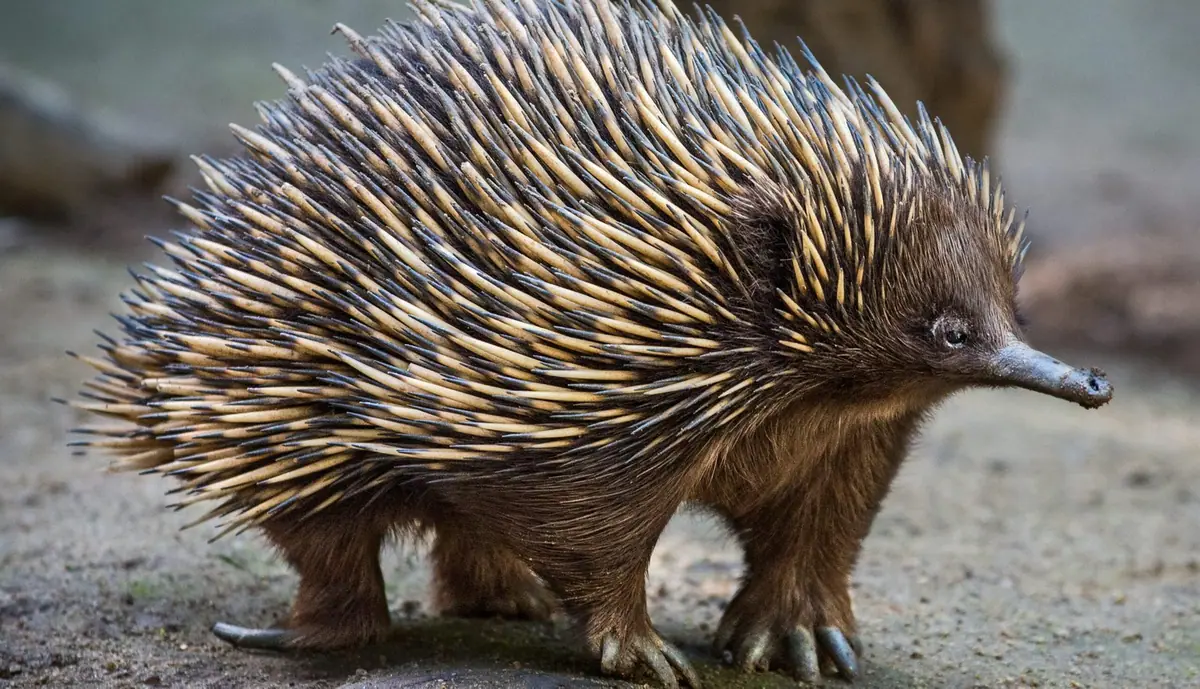 An echidna foraging on sandy ground