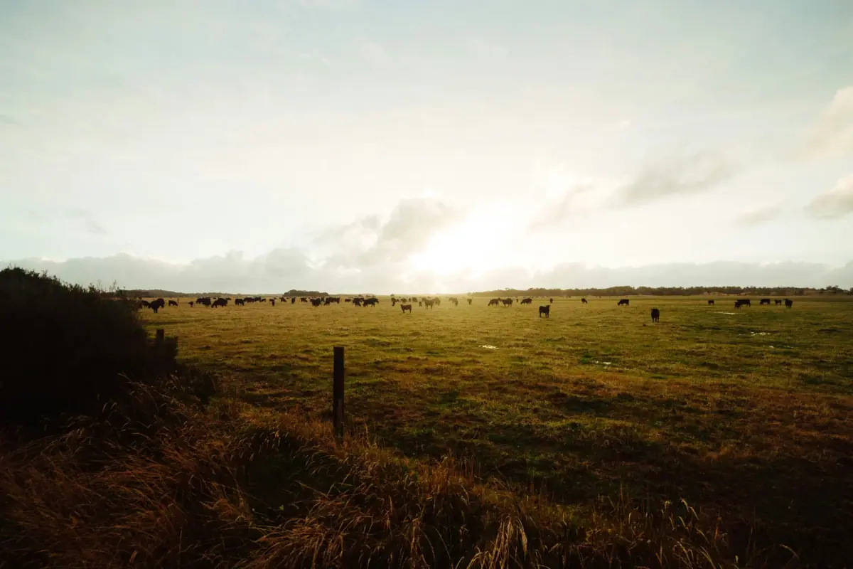Evening light over farmland near Tarwin Lower
