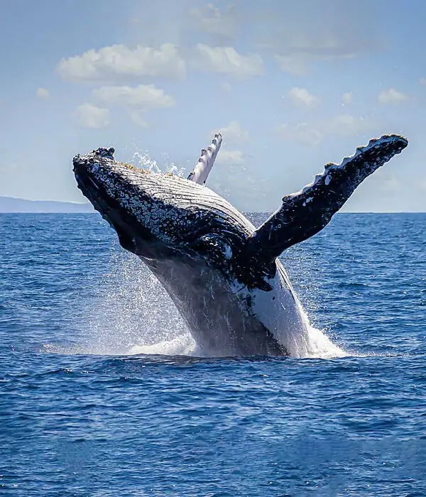 A humpback whale breaching